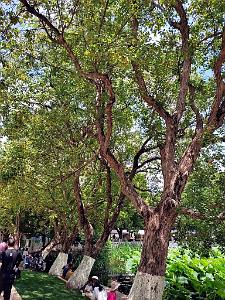 Kunming - Parc Cuihu - 51